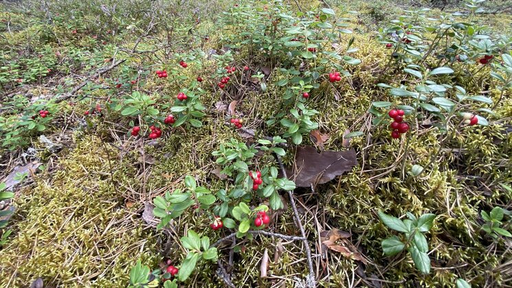 Lingonberries pohlad