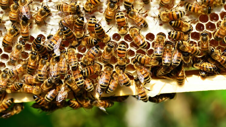 Brown-and-black Bee Lot