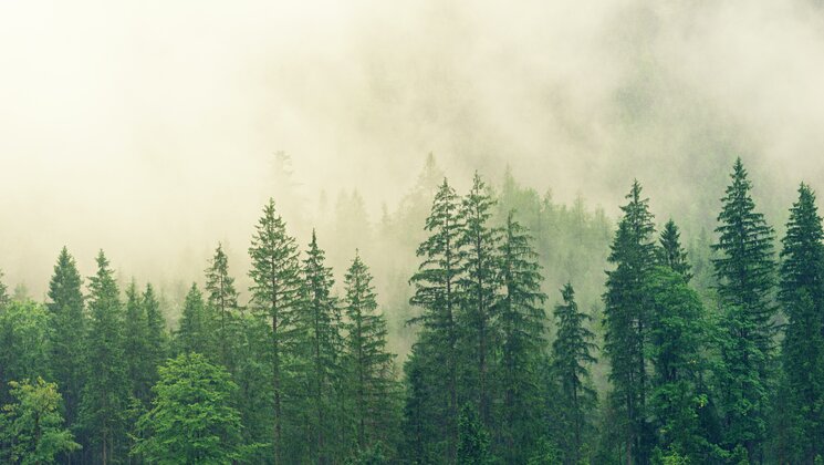 Forest Covered in White Fog