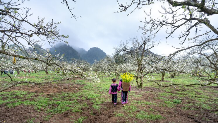 Back View of Children Carrying Yellow Flowers in a Basket to a Blossoming Orchard