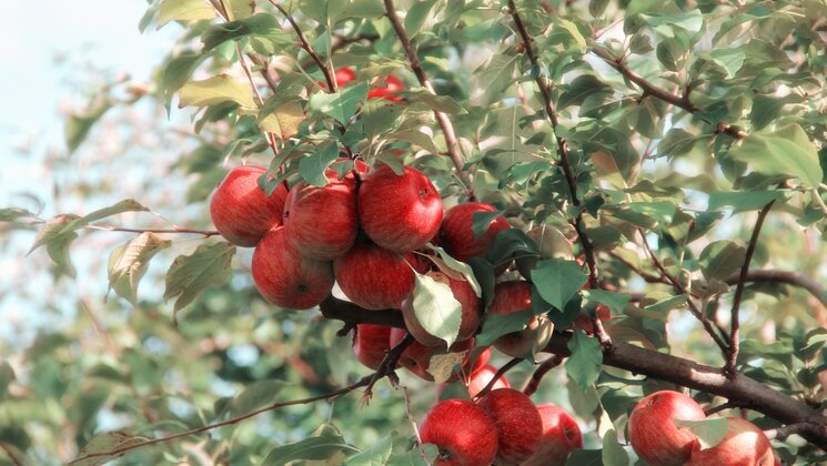 red apples