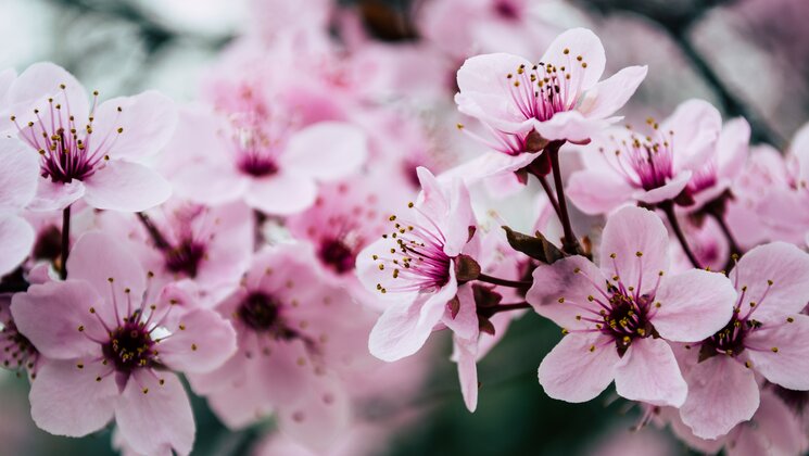 pink flowers