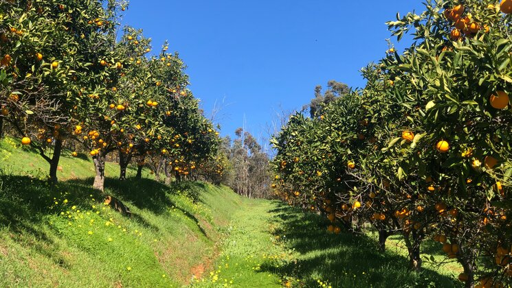 Orange Trees in Orchard