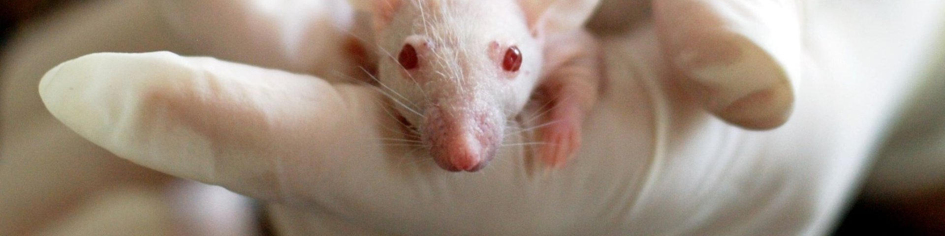 Punaste silmadega valge rott