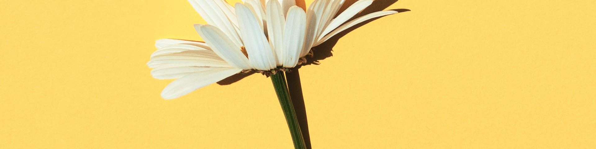 üks valge lill kollasel taustal