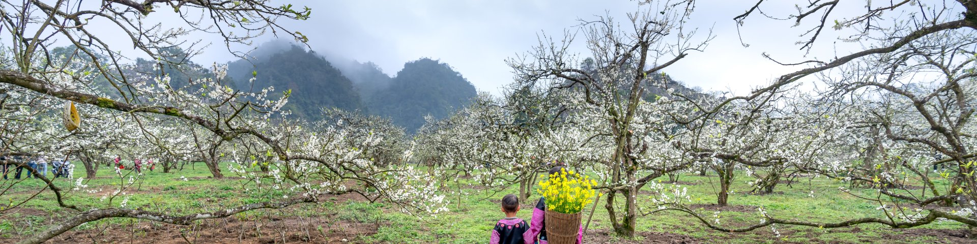 Back View of Children Carrying Yellow Flowers in a Basket to a Blossoming Orchard