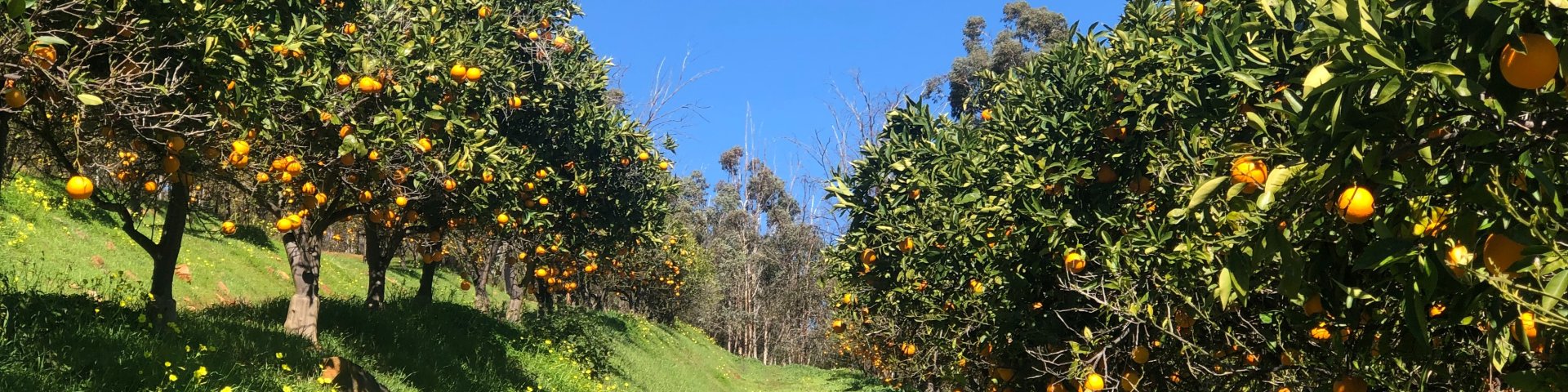 Orange Trees in Orchard